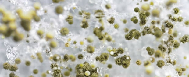 mold
