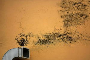 visiblemold